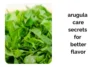 Arugula Care Secrets for Faster Growth and Better Flavor - Post Thumbnail