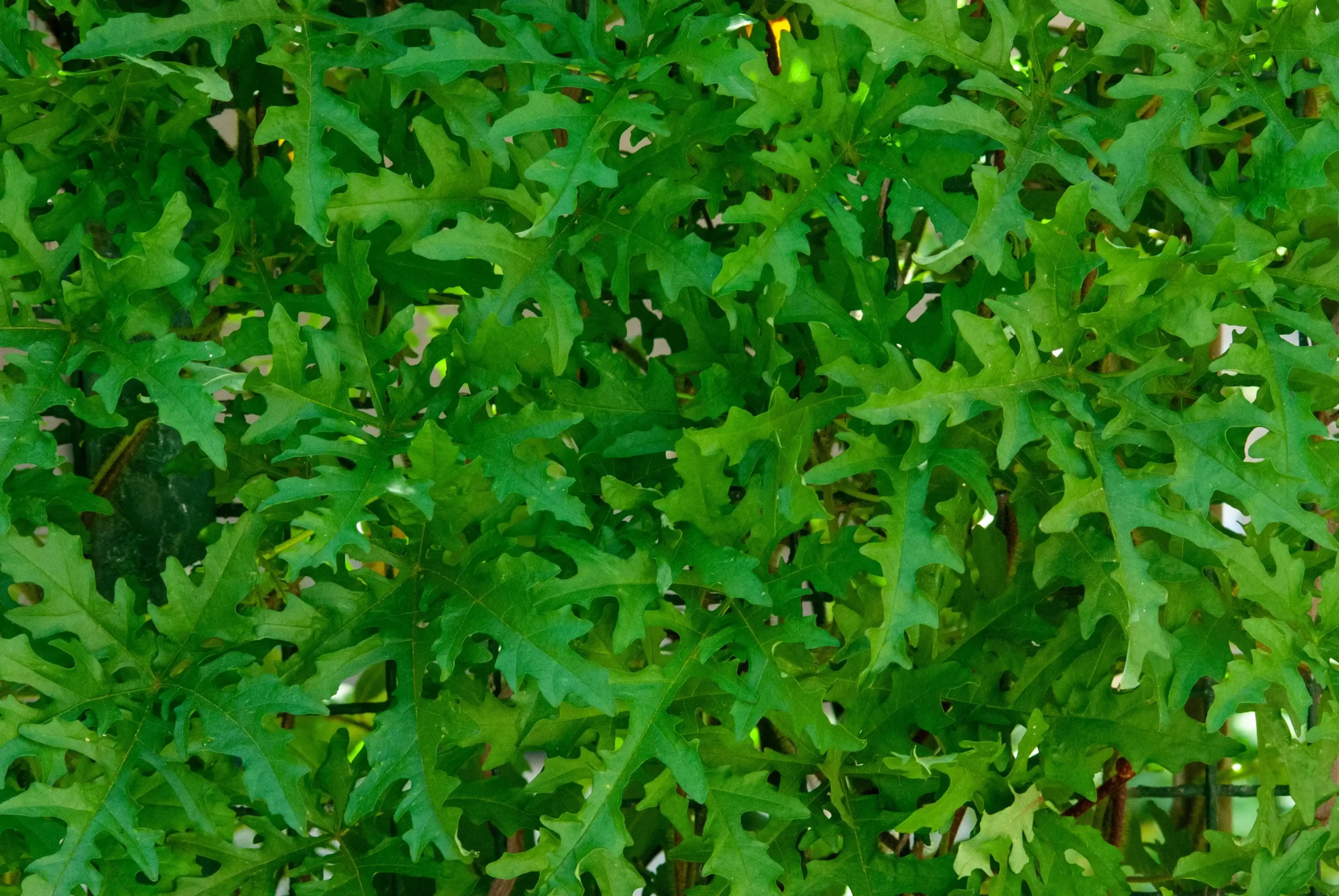 arugula