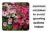 Azaleas Indoors: Common Mistakes and How to Avoid Them - Post Thumbnail