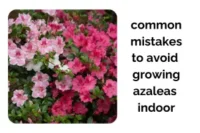 Azaleas Indoors: Common Mistakes and How to Avoid Them