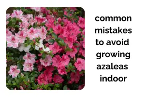 Azaleas Indoors: Common Mistakes and How to Avoid Them