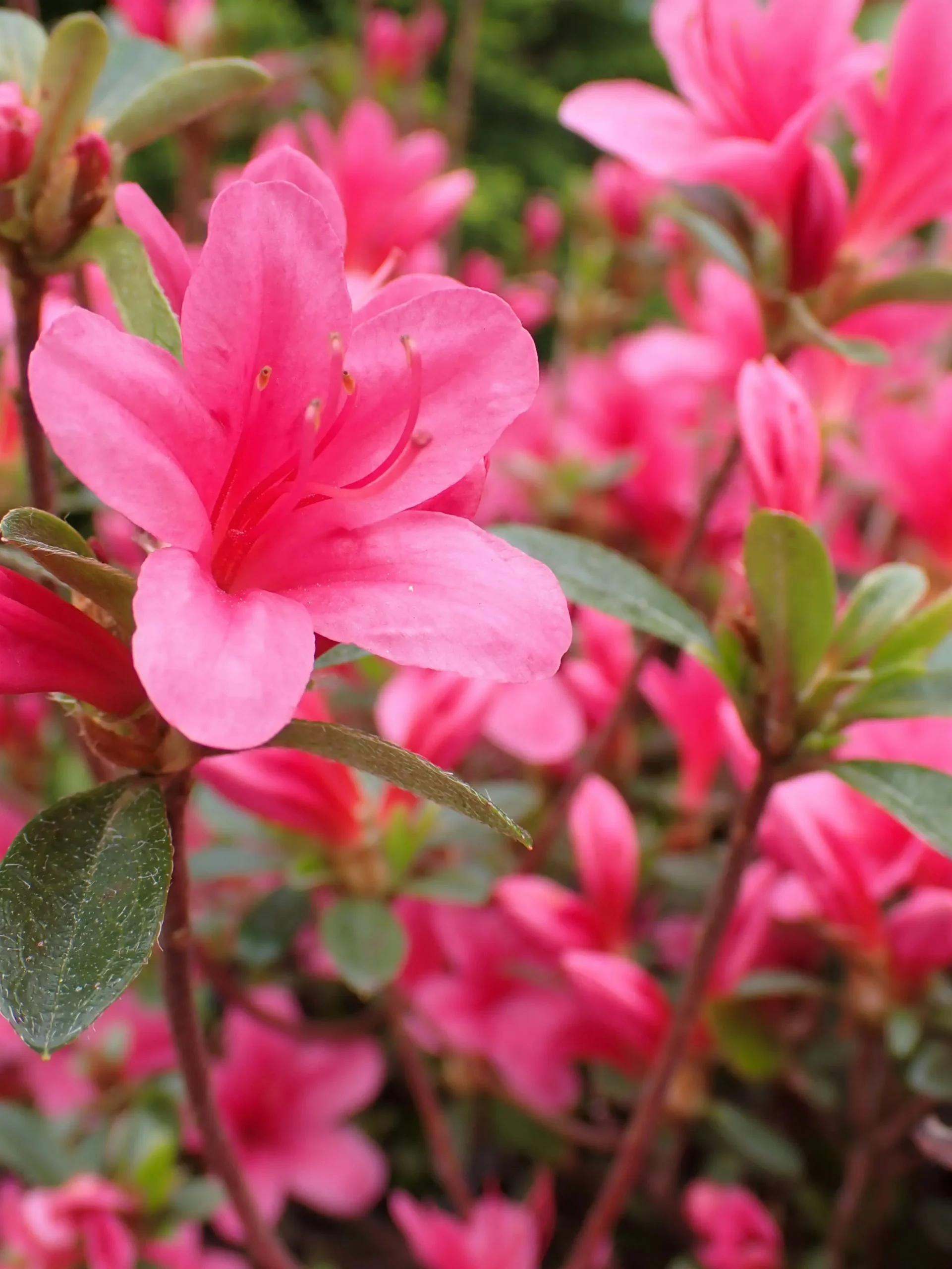 azaleas