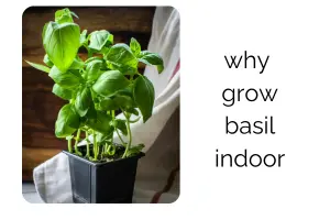 Basil Indoor Mastery: Grow Thick, Fragrant Plants Fast