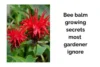 The Bee Balm Growing Secrets Most Gardeners Ignore - Post Thumbnail
