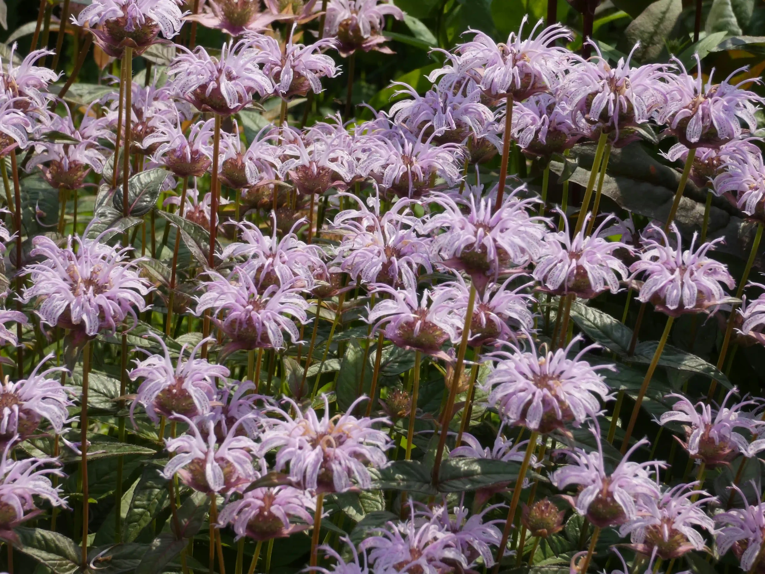 bee balm