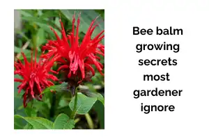 The Bee Balm Growing Secrets Most Gardeners Ignore