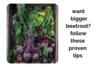 Want Bigger Beetroot Indoors? Follow These Proven Growing Tips - Post Thumbnail