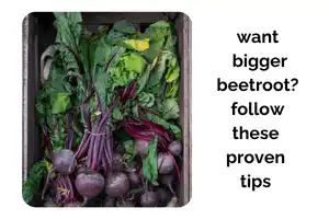 Want Bigger Beetroot Indoors? Follow These Proven Growing Tips