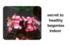 Grow Begonias Indoor: Secrets to Healthy and Vibrant Plants - Post Thumbnail