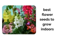 Best Flower Seeds to Start Indoors: A Complete Guide for Beginners