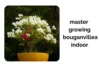 How to Master Growing Bougainvillea Indoors Step by Step - Post Thumbnail