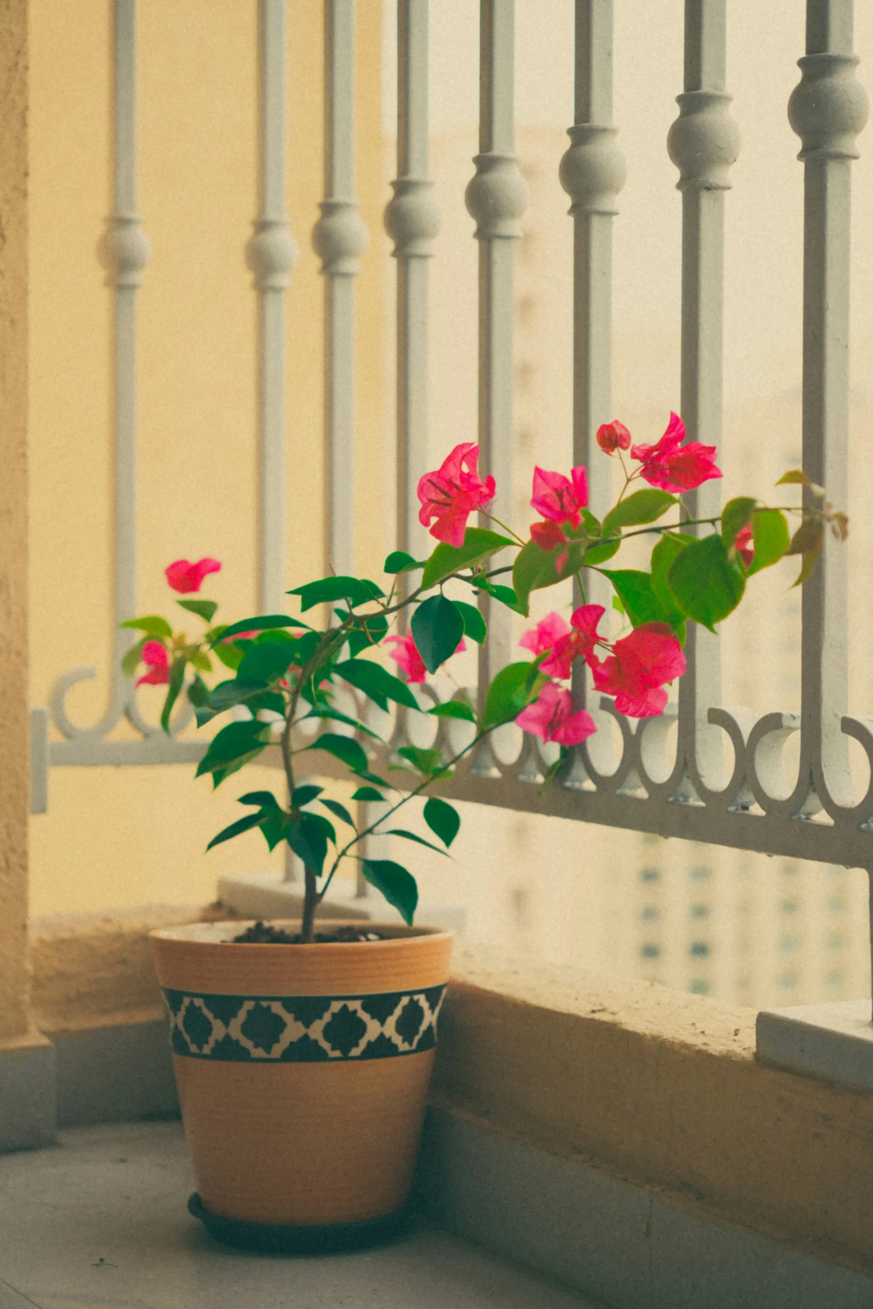 bougainvillea