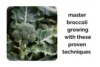 Master Indoor Broccoli Growing With These 10 Proven Techniques - Post Thumbnail