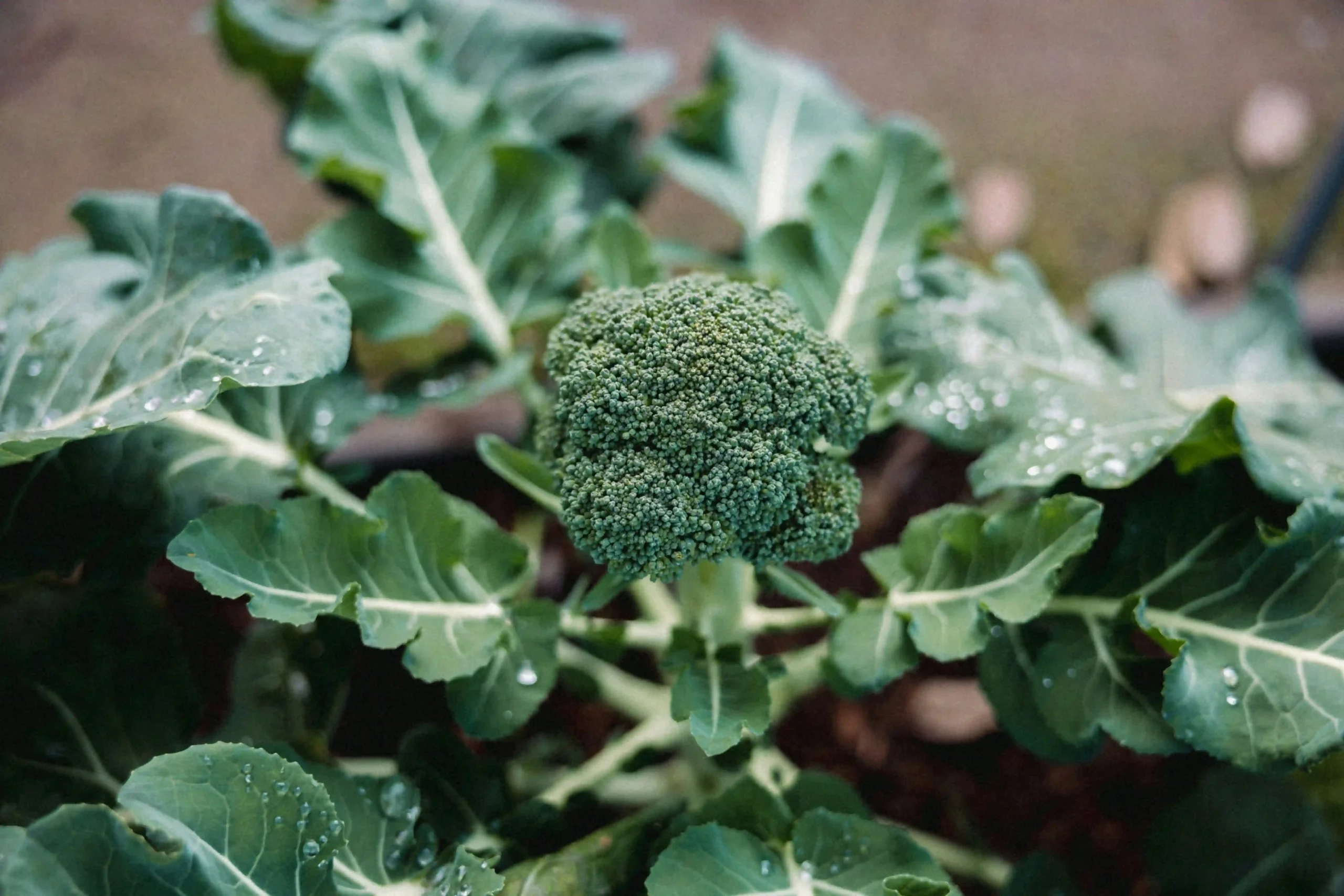 broccoli