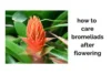 How to Care for Bromeliads Indoors After Flowering Without Killing the Plant - Post Thumbnail