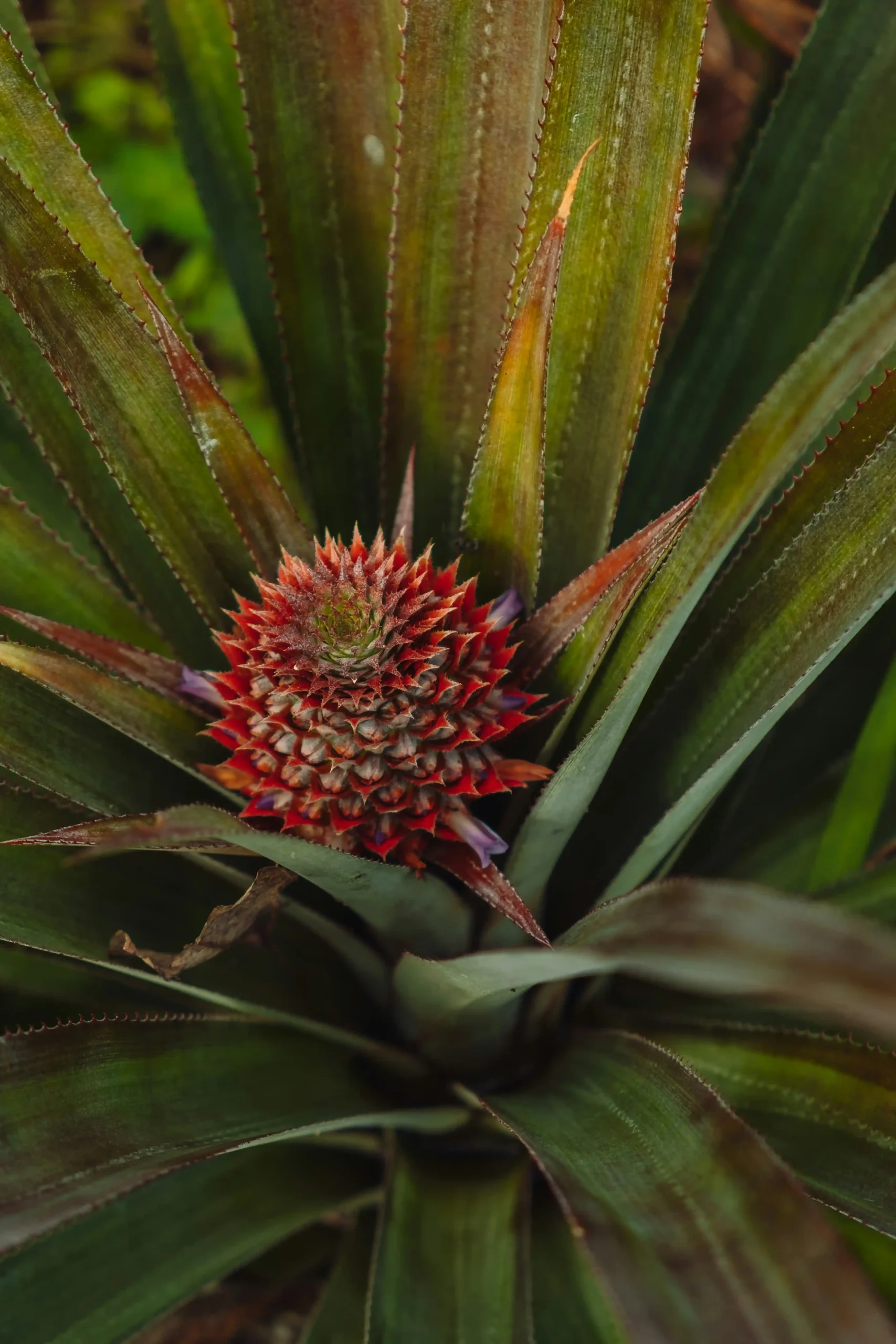 bromeliads
