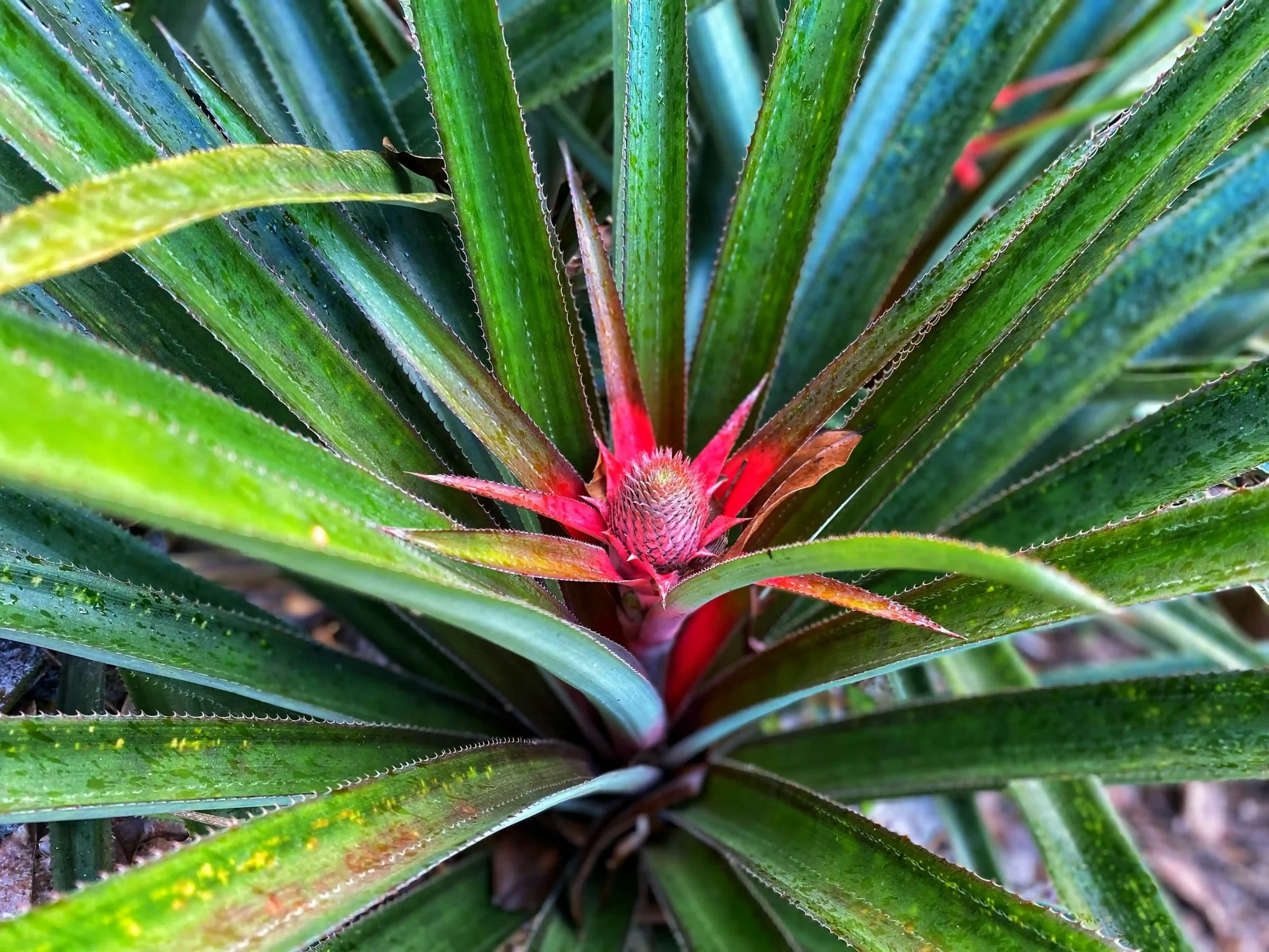 bromeliads