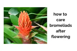 How to Care for Bromeliads Indoors After Flowering Without Killing the Plant