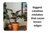 The Biggest Calathea Mistakes That Cause Brown Edges and Curling Leaves - Post Thumbnail