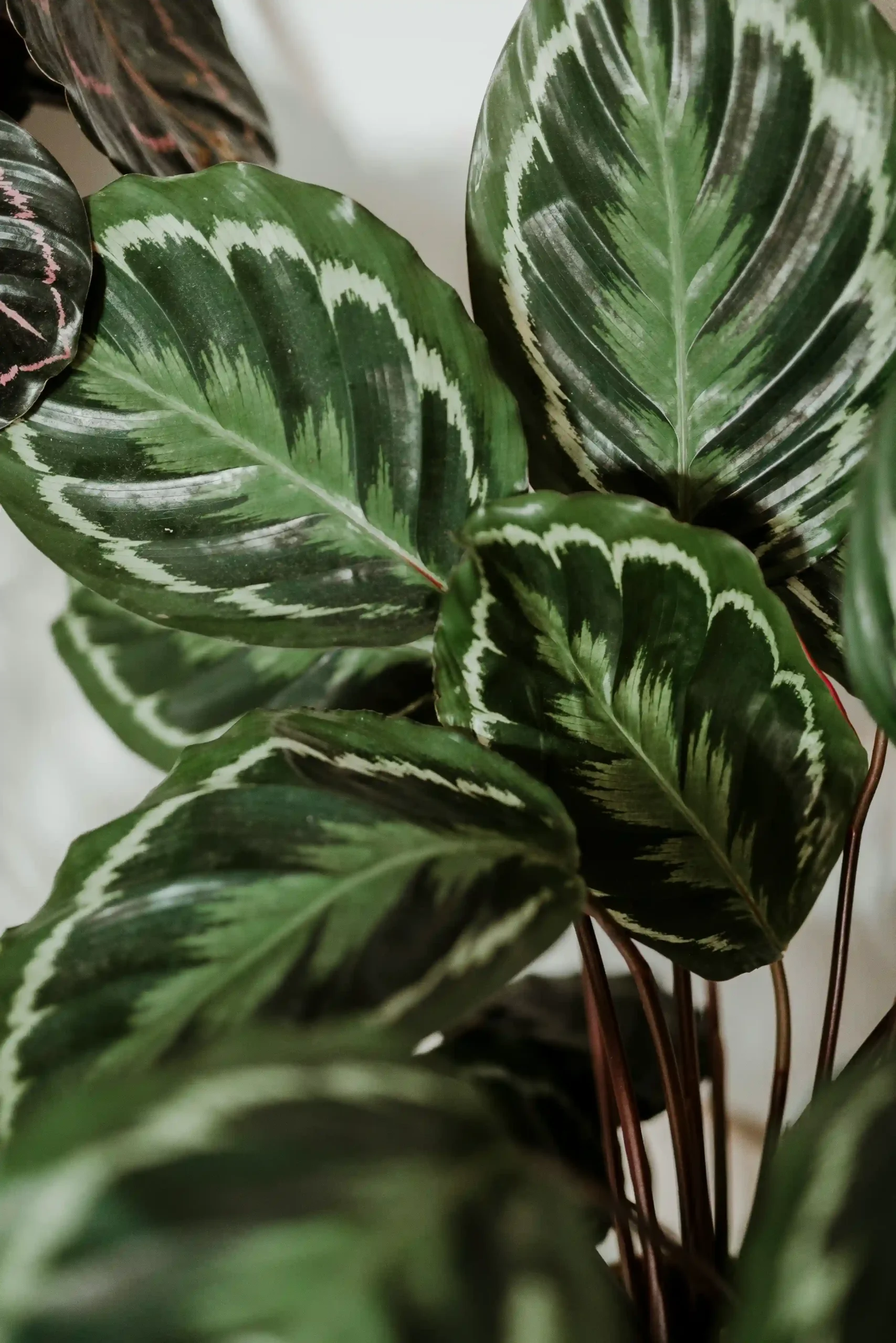 calathea