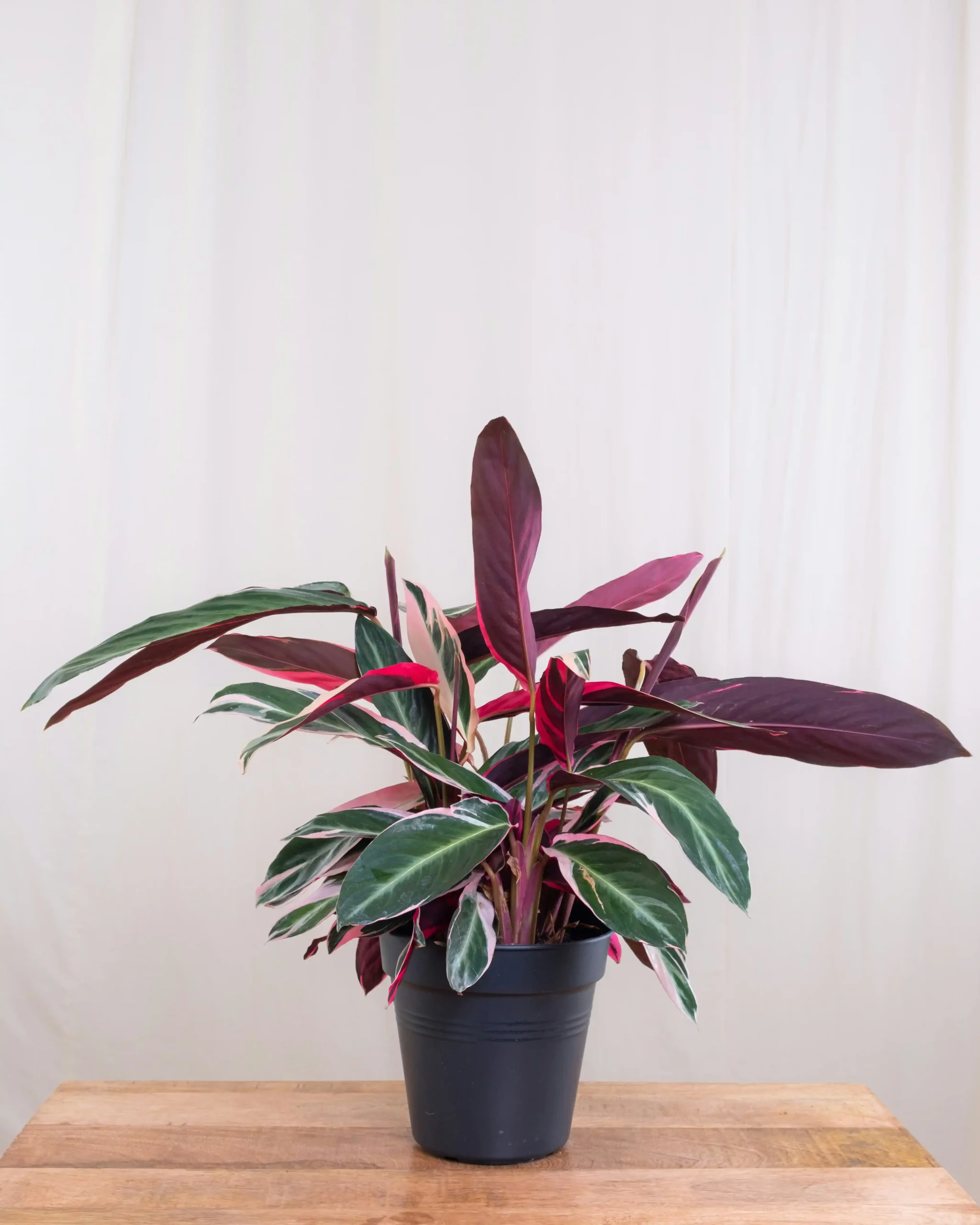 calathea 