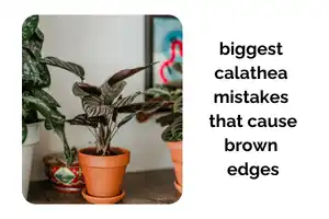 The Biggest Calathea Mistakes That Cause Brown Edges and Curling Leaves