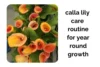Calla Lily Indoors: Best Care Routine for Year Round Growth - Post Thumbnail