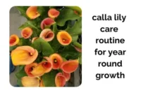 Calla Lily Indoors: Best Care Routine for Year Round Growth