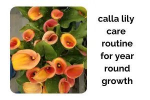 Calla Lily Indoors: Best Care Routine for Year Round Growth
