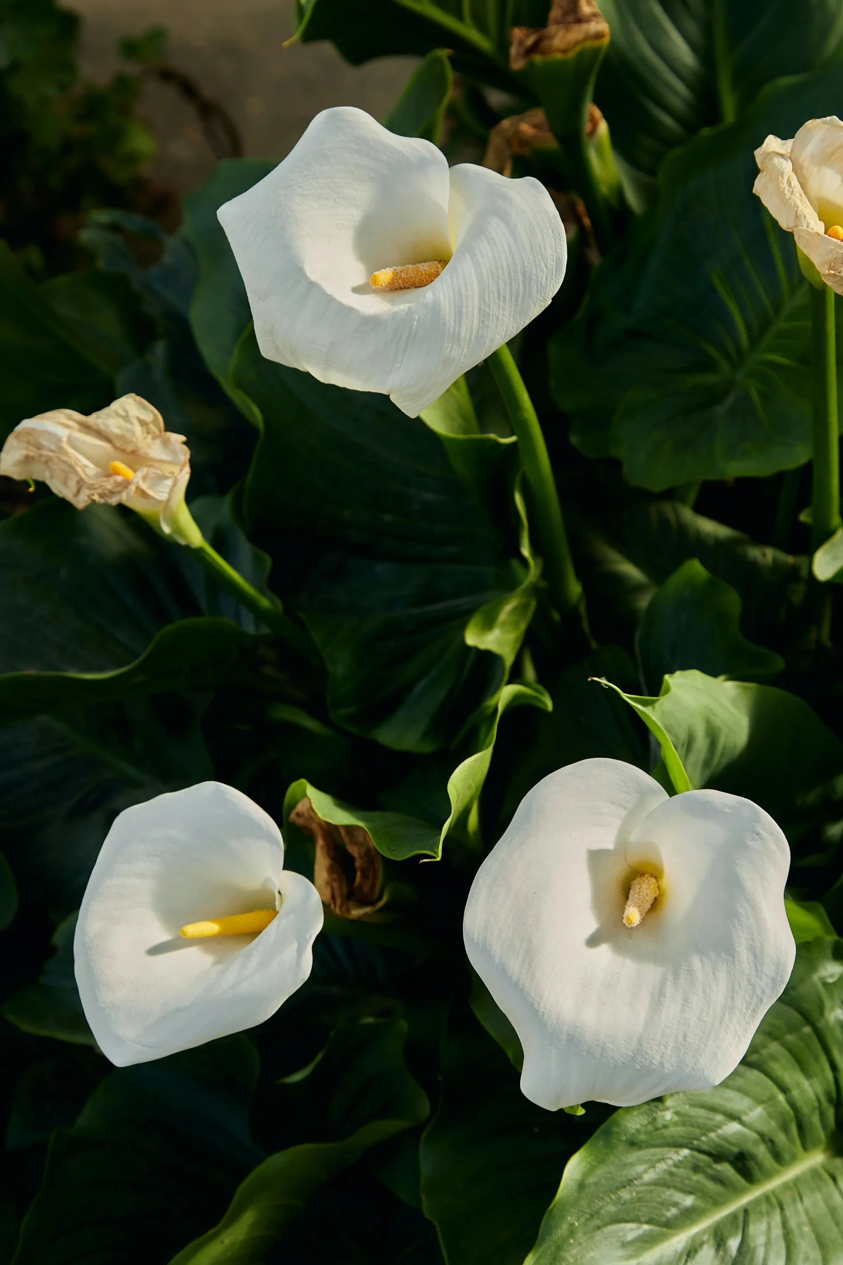 calla lily