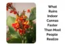 What Ruins Indoor Cannas Faster Than Most People Realize - Post Thumbnail