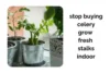 Stop Buying Celery: Grow Fresh Stalks Indoors Instead - Post Thumbnail