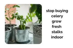 Stop Buying Celery: Grow Fresh Stalks Indoors Instead