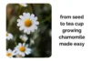 From Seed to Tea Cup: Growing Chamomile Indoors Made Easy - Post Thumbnail