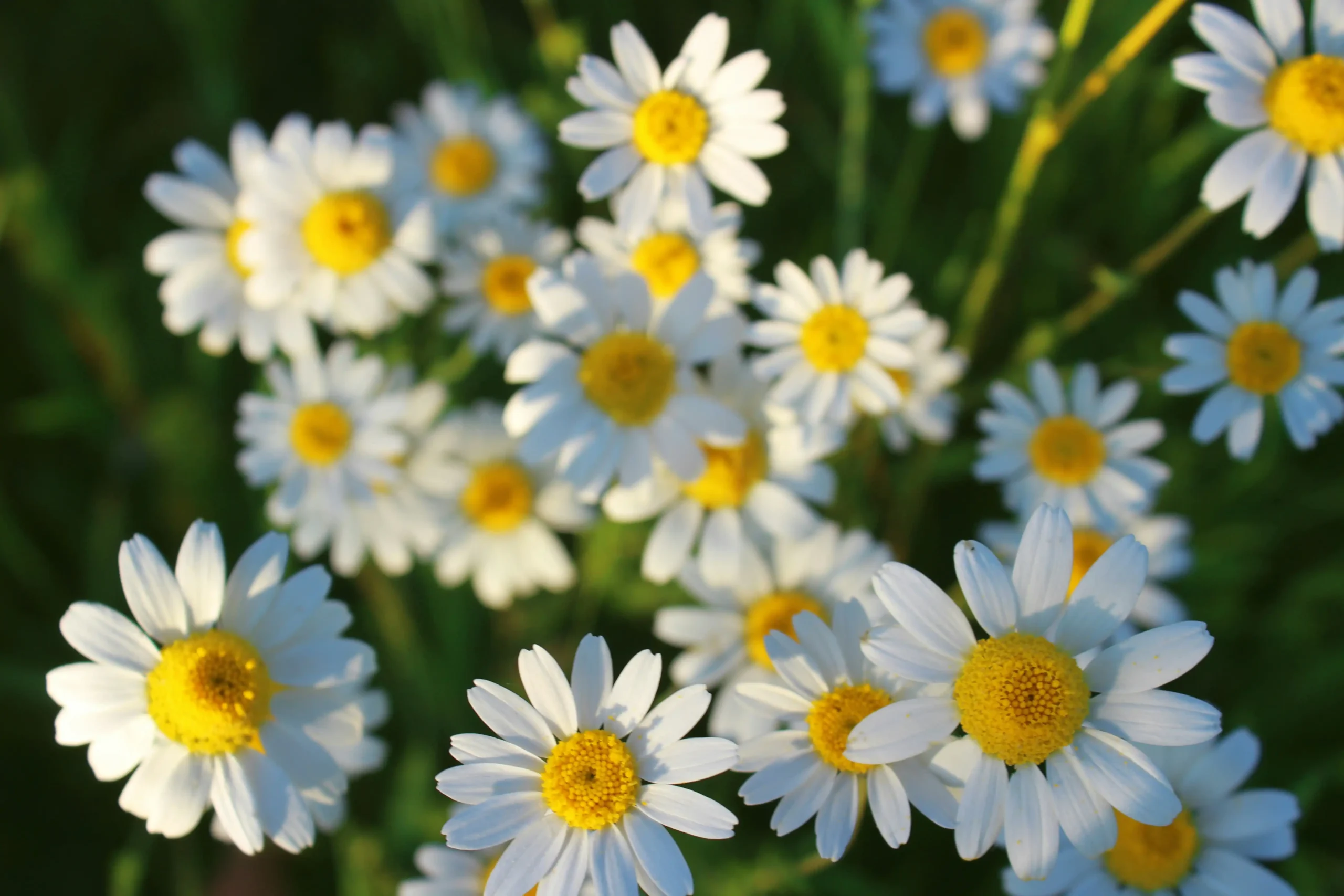 chamomile