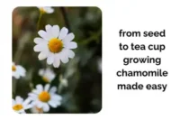 From Seed to Tea Cup: Growing Chamomile Indoors Made Easy