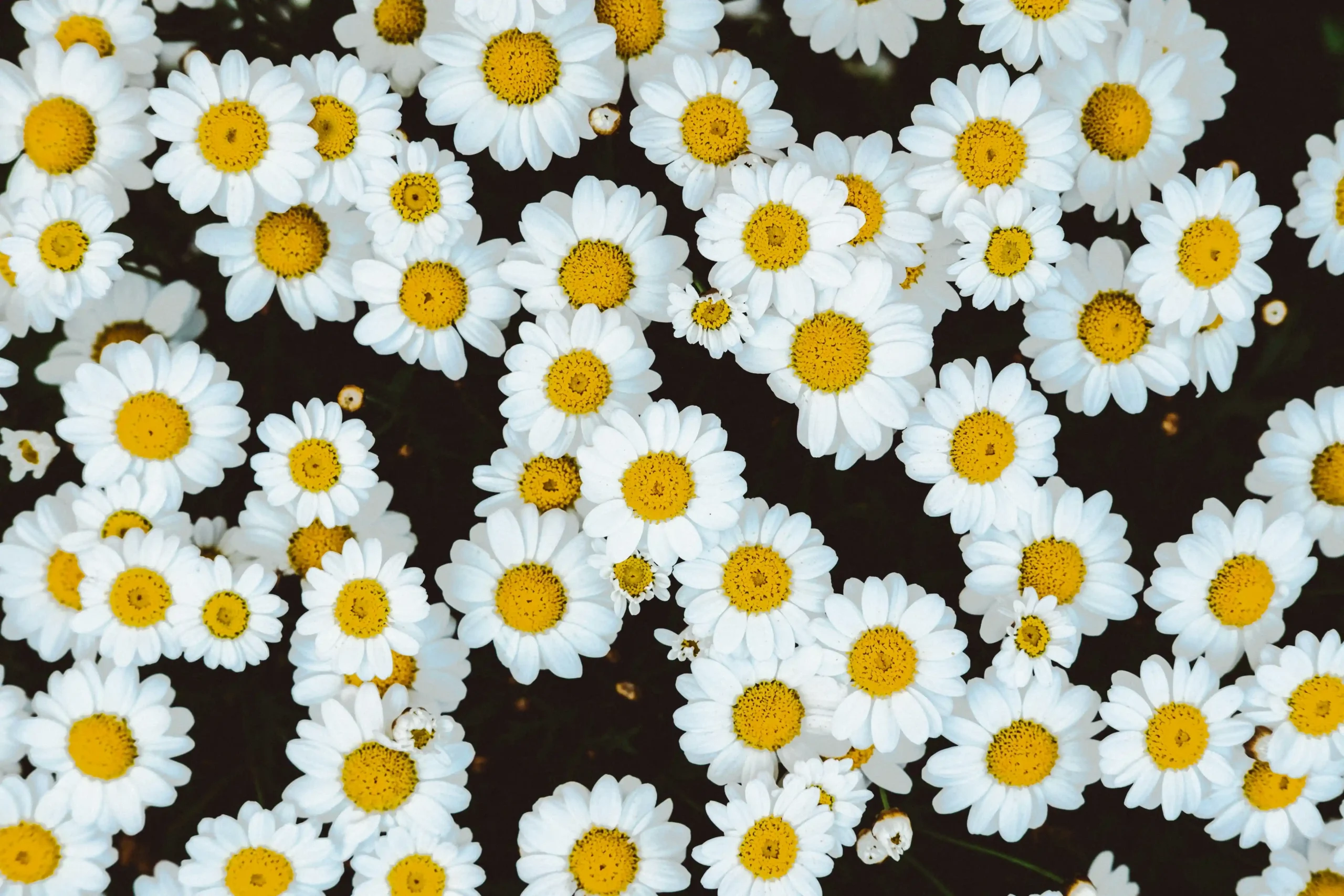 chamomile