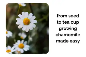 From Seed to Tea Cup: Growing Chamomile Indoors Made Easy