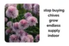 Stop Buying Chives: Grow an Endless Supply Indoors - Post Thumbnail