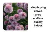Stop Buying Chives: Grow an Endless Supply Indoors