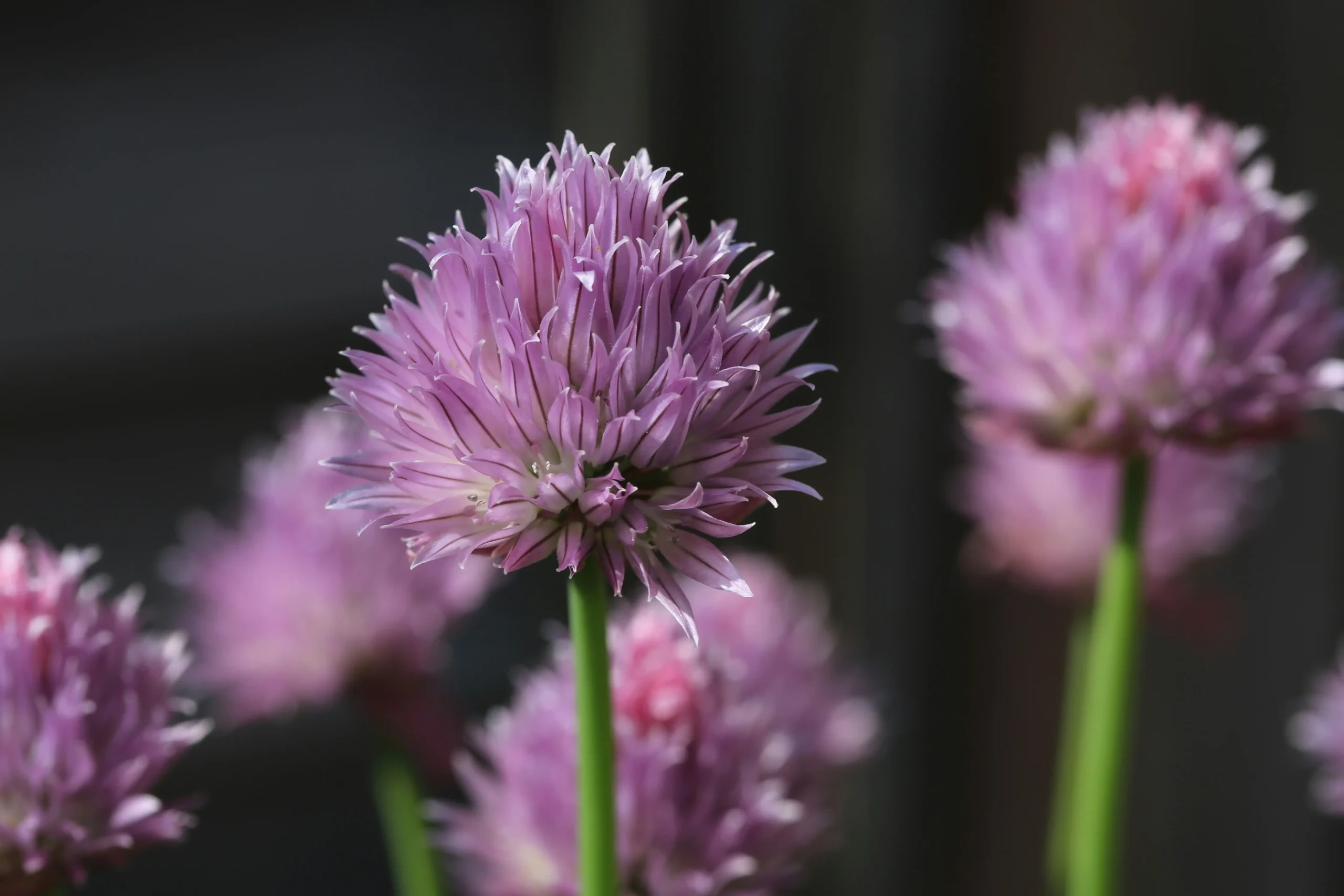 chives 