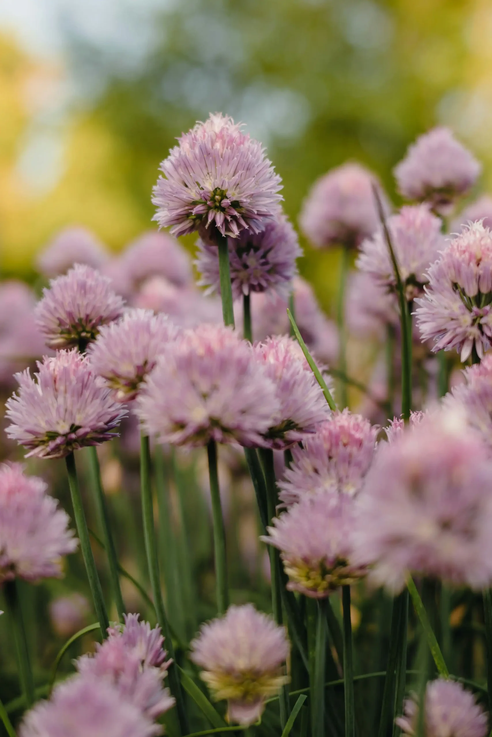 chives 
