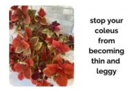 Stop Your Coleus From Becoming Thin and Leggy Indoors