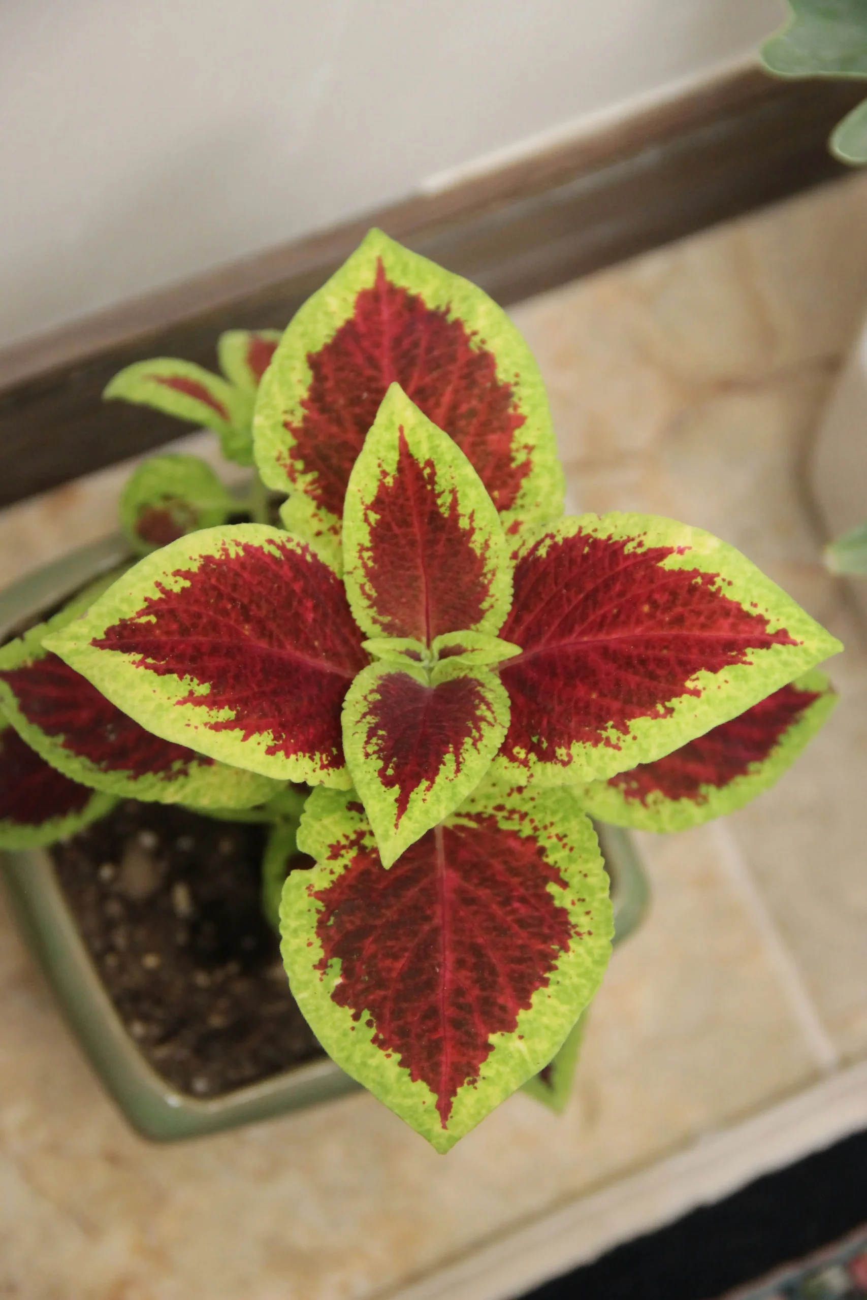 coleus

