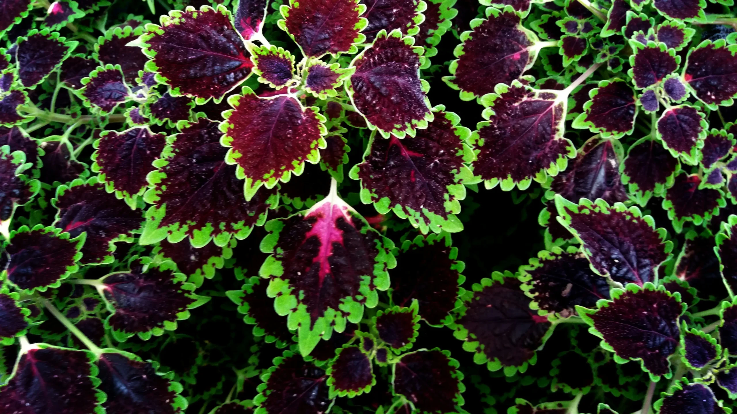 coleus 
