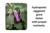 Hydroponic Eggplants Grow Faster With Proper Lighting and Nutrients - Post Thumbnail
