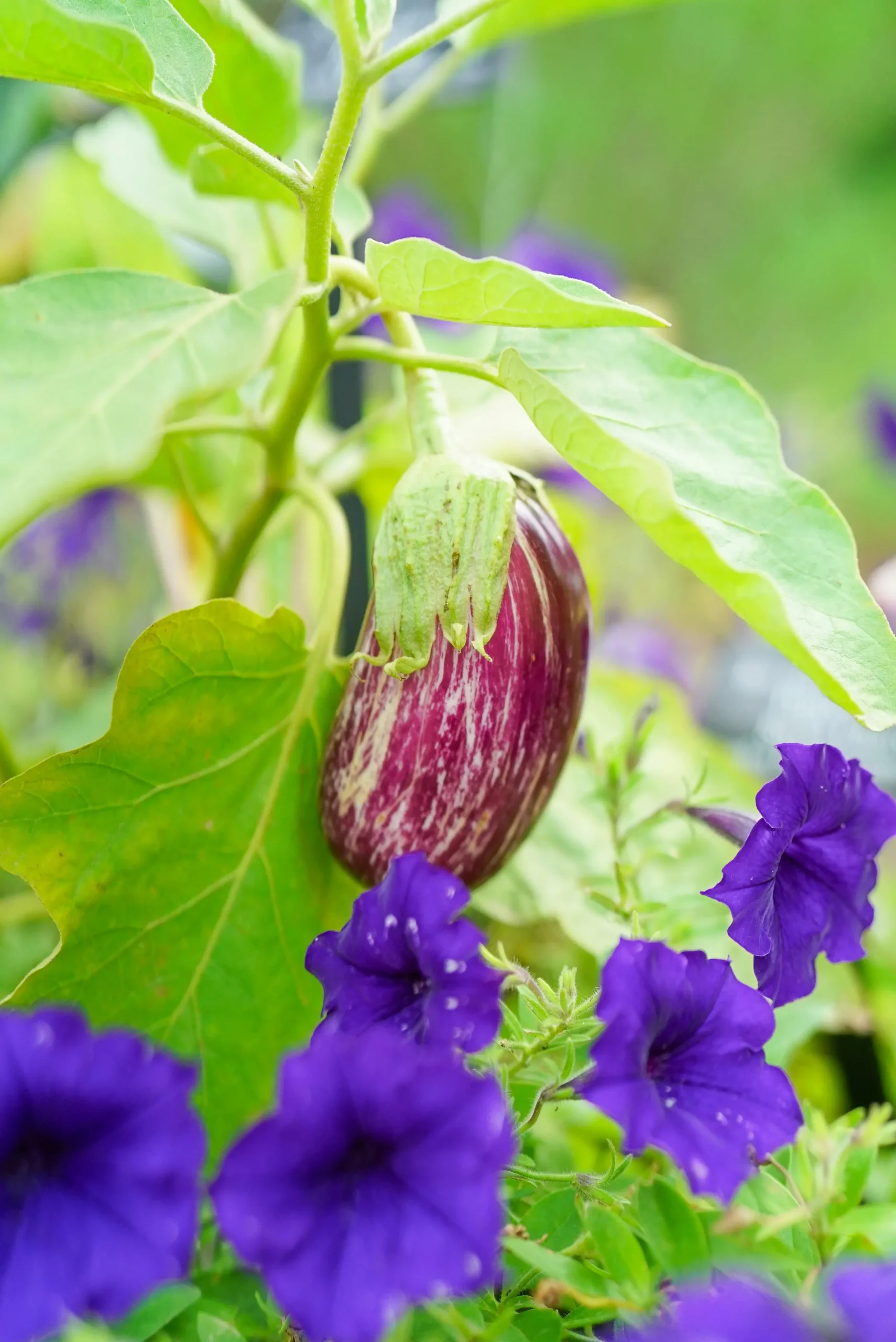 eggplant