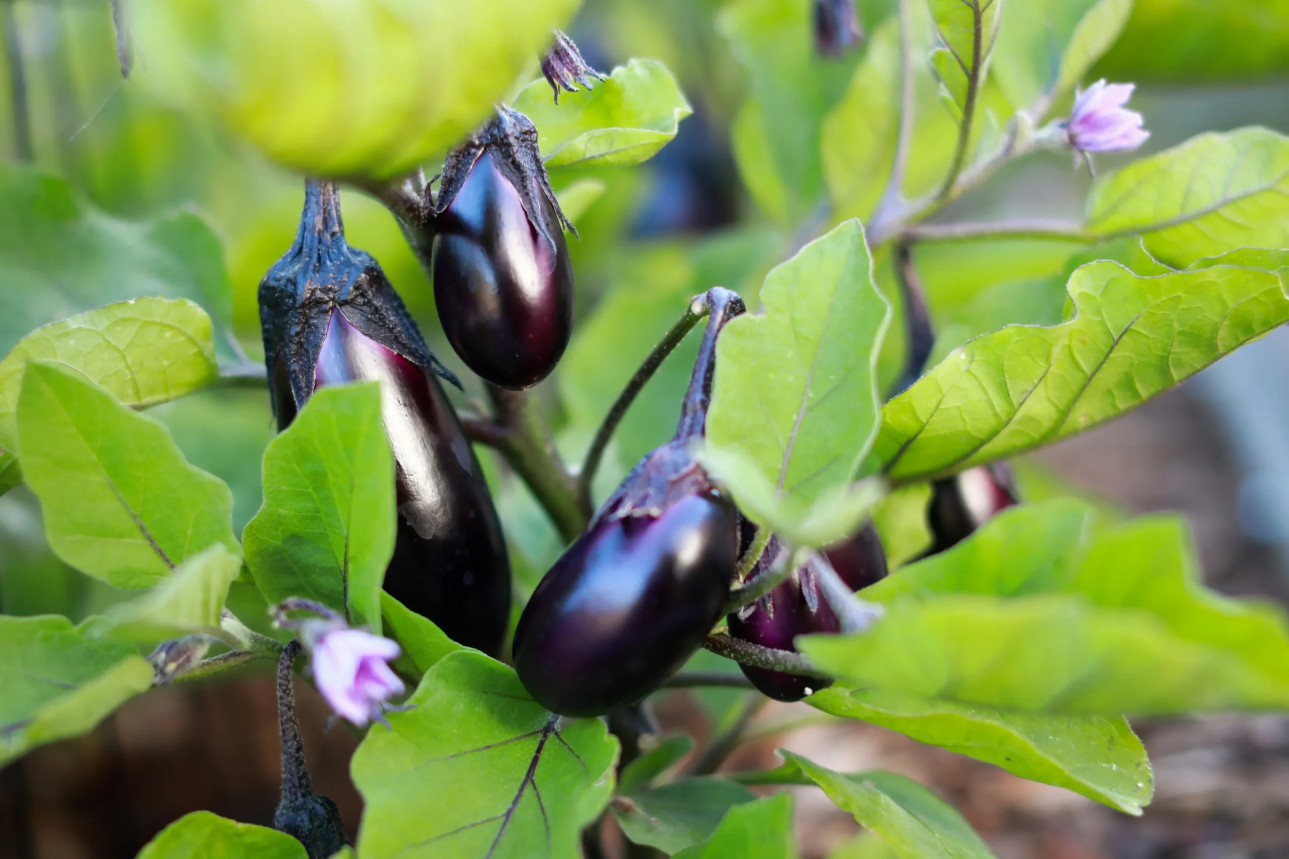 eggplant 

