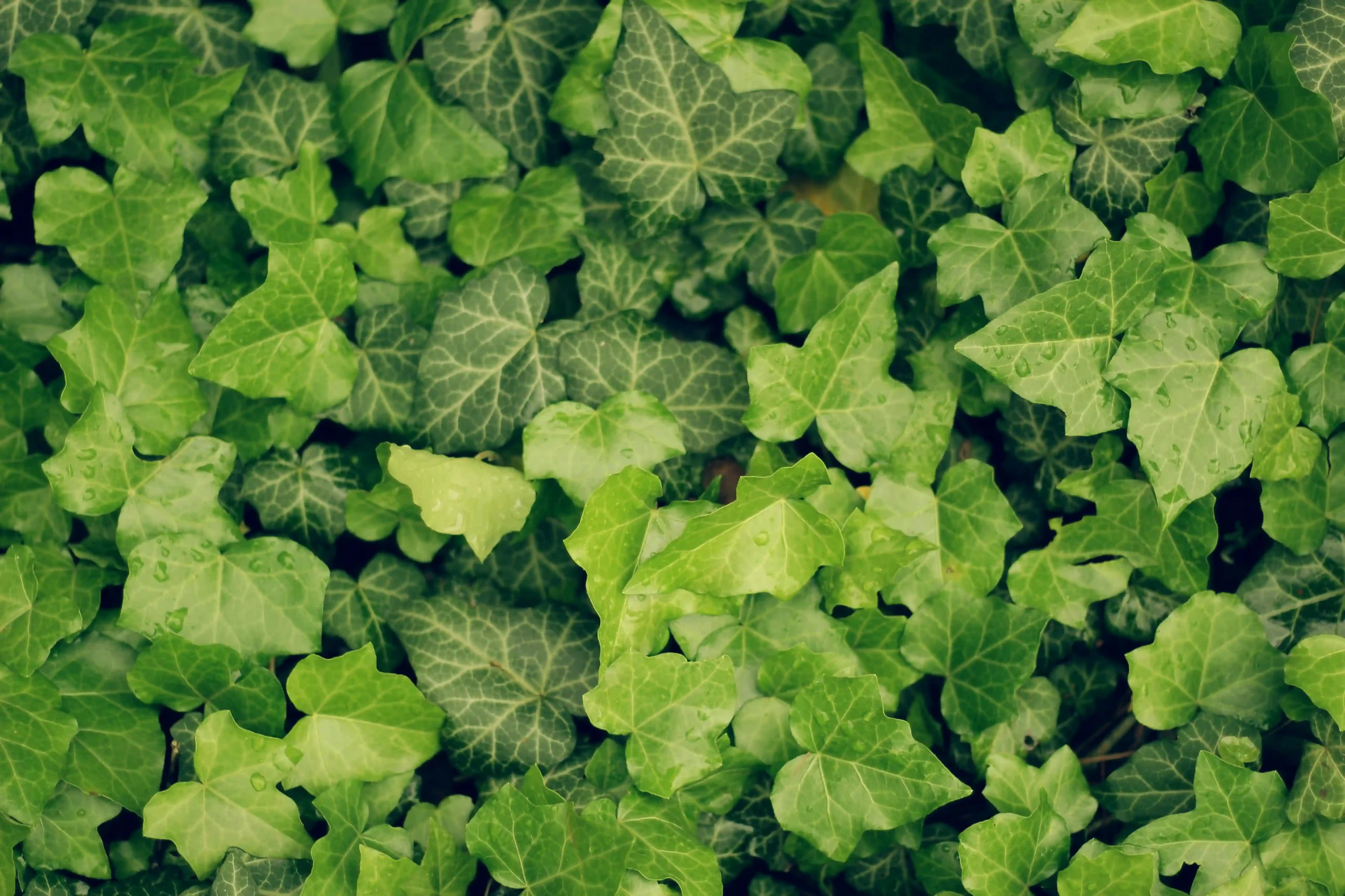 english ivy