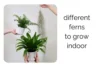 Different Types of Ferns Indoor That Instantly Make Your Home Lush - Post Thumbnail